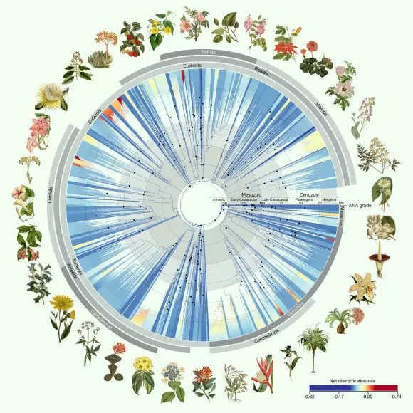 Top Stories Tamfitronics Time-calibrated phylogenetic tree for angiosperms based fully totally on 353 nuclear genes; all 64 orders, all 416 households and 58% (7,923) of genera are represented. Image credit: Zuntini et al., doi: 10.1038/s41586-024-07324-0.