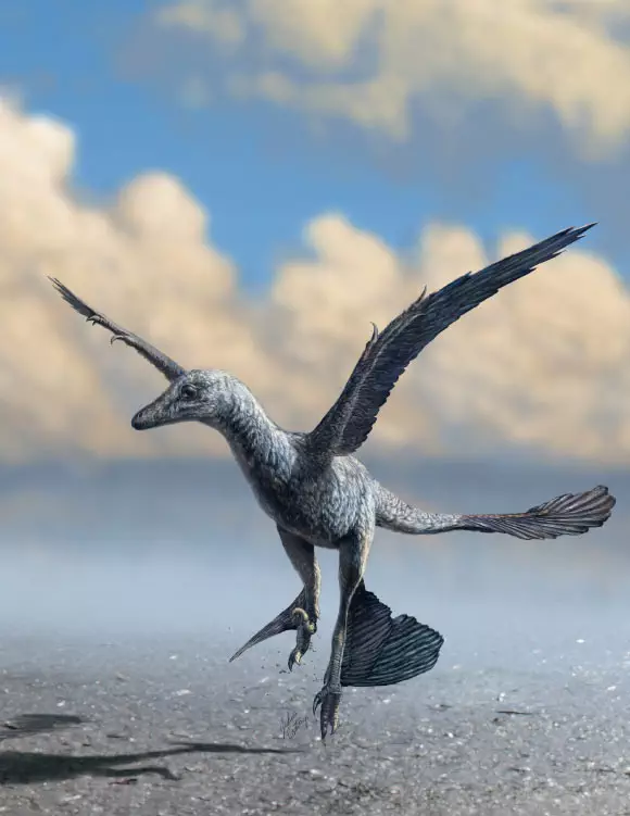 Top Stories Tamfitronics The animal responsible for Dromaeosauriformipes rarus tracks is believed to be a small microraptorine dinosaur related to the ancestors of birds. Image credit: Julius Csotonyi.