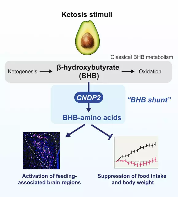 Top Stories Tamfitronics β-Hydroxybutyrate (BHB) is an abundant ketone body. To date, all known pathways of BHB metabolism involve the interconversion of BHB and primary energy intermediates. Moya-Garzon et al. identified a previously undescribed BHB secondary metabolic pathway via CNDP2-dependent enzymatic conjugation of BHB and free amino acids. Image credit: Moya-Garzon et al., doi: 10.1016/j.cell.2024.10.032.