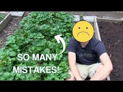 strawberry plant maintenance | 10 Tips To Grow The Best Strawberries Ever