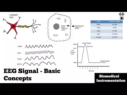 eeg instrumentation | Electroencephalography (EEG) | How EEG test works? | What conditions can an EEG diagnose? | Animated