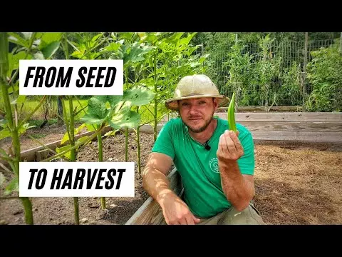 okra plant maintenance | 10 Tips for Planting and Growing Okra Seeds Successfully