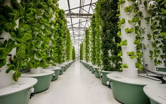 Technology tamfitronics Saudi Arabia Launches 1st License for Aeroponics Agriculture in Middle East