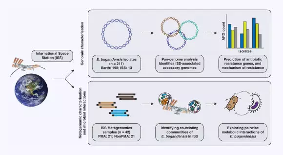 Biologists Ranking Mutated and Genetically Sure Lines of Multi-Drug Resistant Bacterium on ISS