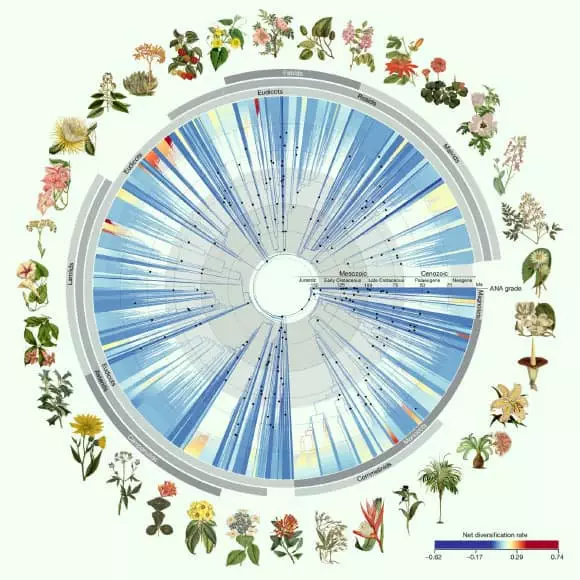 Researchers Form Unusual Household Tree for Flowering Vegetation