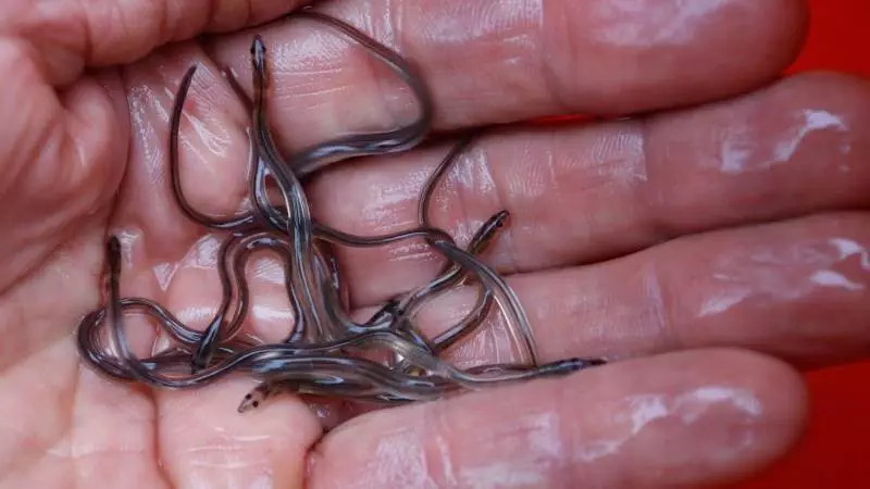 Nova Scotia fisher says Toronto airport elver seizure welcome –