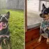 Owner Curious About Dog’s Friends at Daycare Receives Unexpected Update