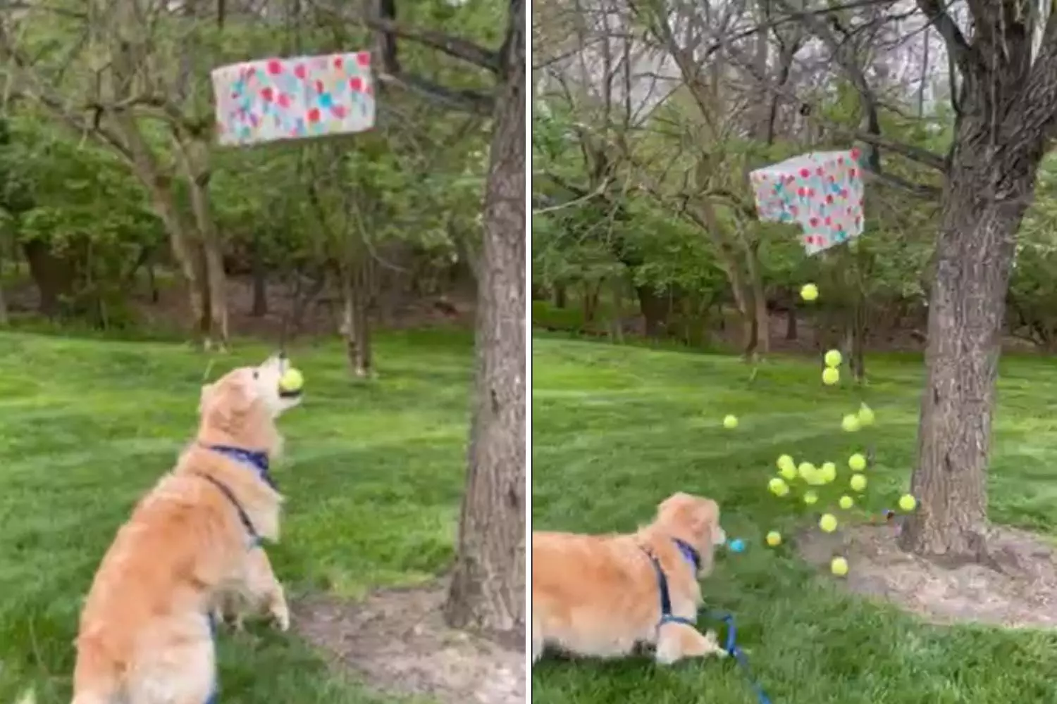 Dog Enjoying Own Piñata With Favorite Toy Wins Pet of the Week