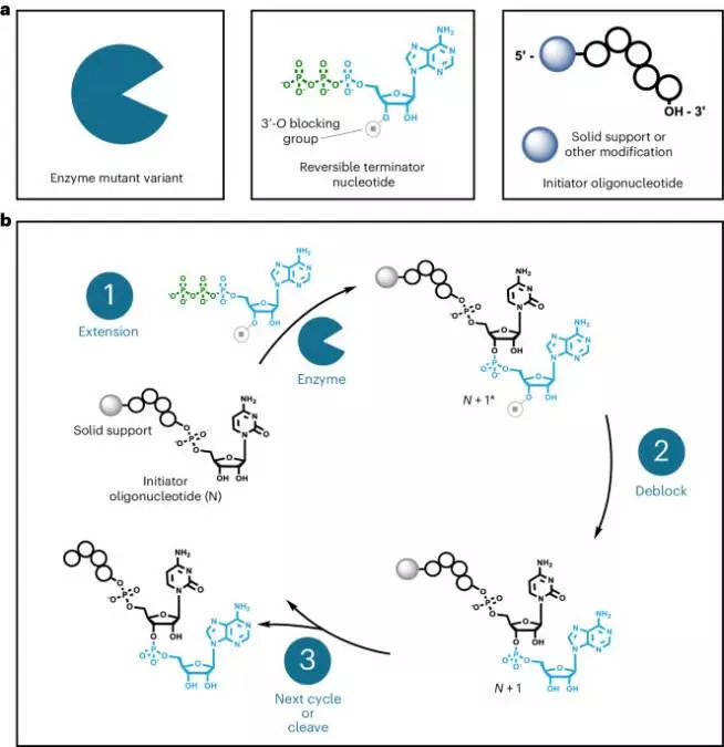 Template-independent enzymatic synthesis of RNA oligonucleotides