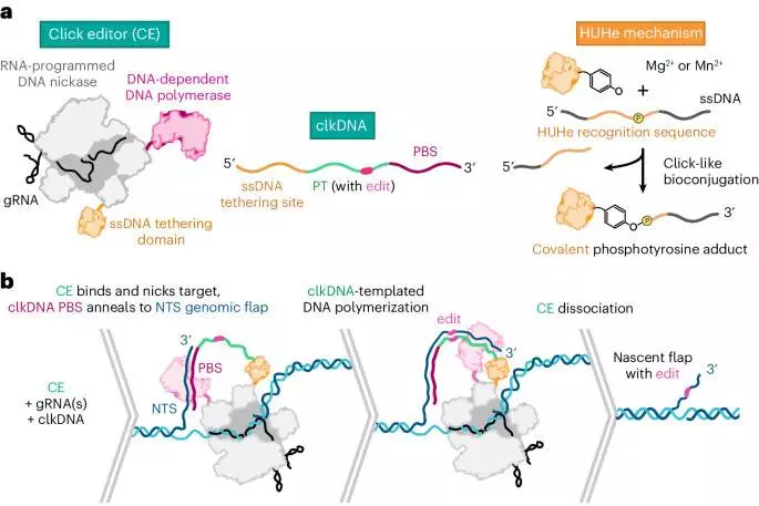 Precise and versatile genome editing with click editors