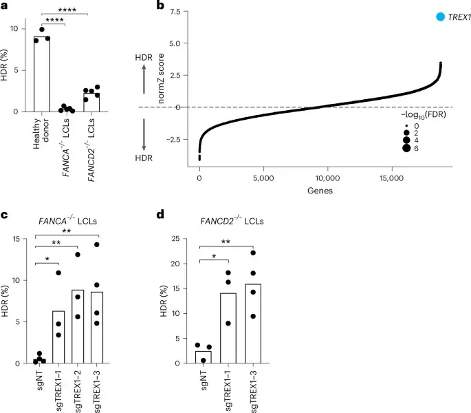 Removal of TREX1 activity enhances CRISPR–Cas9-mediated homologous recombination