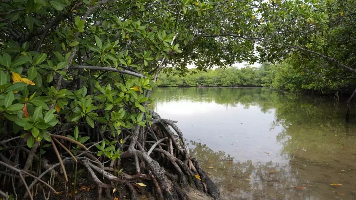 Floridians balk at DeSantis administration plan to build golf courses at state parks