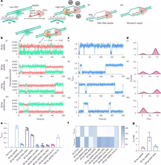 Bacteriophage λ exonuclease and a 5′-phosphorylated DNA guide allow PAM-independent targeting of double-stranded nucleic acids