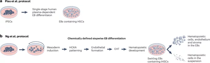 A developmental route to hematopoietic stem cells