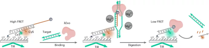 Targeting double-stranded nucleic acids using the λExo–pDNA system