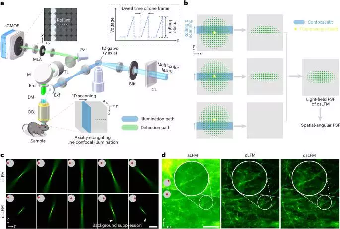 Long-term intravital subcellular imaging with confocal scanning light-field microscopy